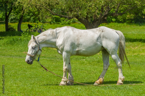 Old white horse on a spring pasture