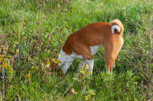 Basenji dog hunting for rodent in burrow