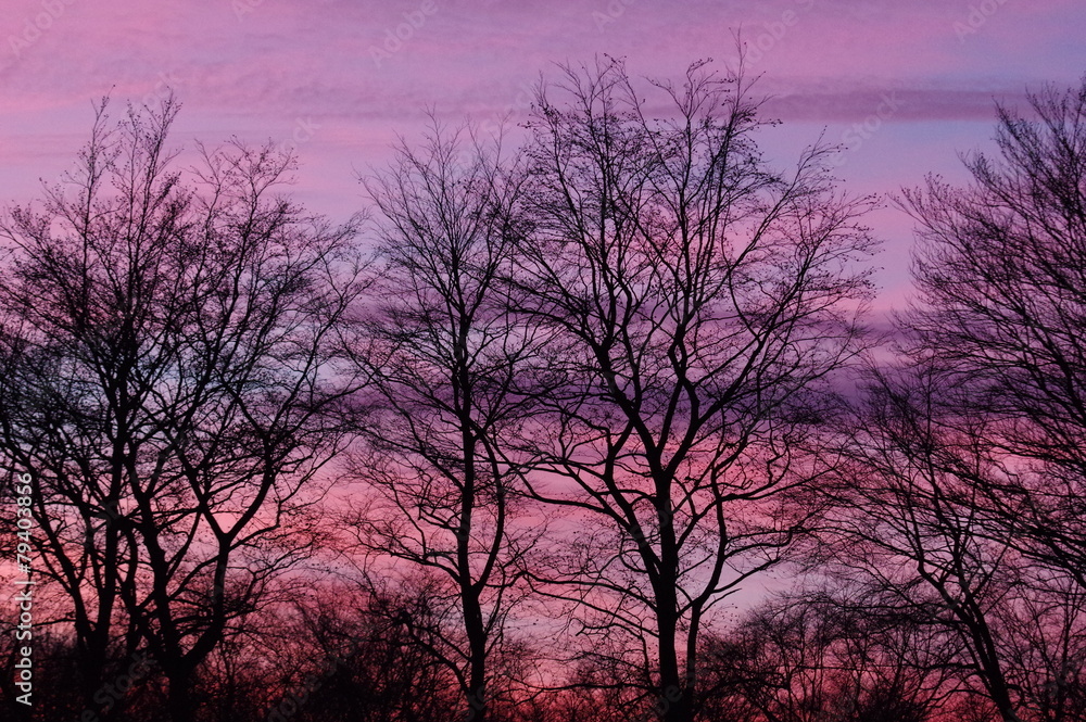 Pinkfarbener Sonnenuntergang mit Bäumen 4 Pinkfarbener Sonnenuntergang mit Bäumen 4