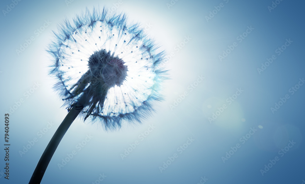 Fototapeta premium dandelion - spring and allergy