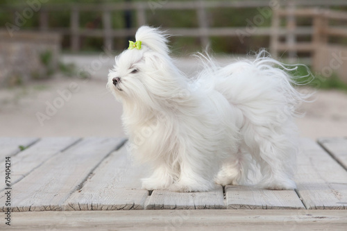 pet maltese dog