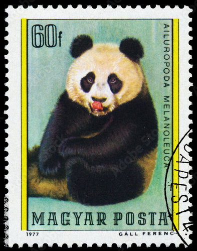 Fototapeta Naklejka Na Ścianę i Meble -  Stamp printed in Hungary shows Giant panda