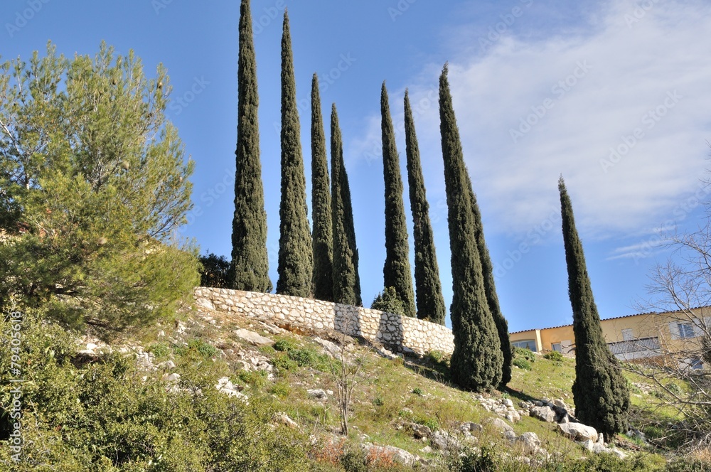 Cypress trees on a hill in Provence