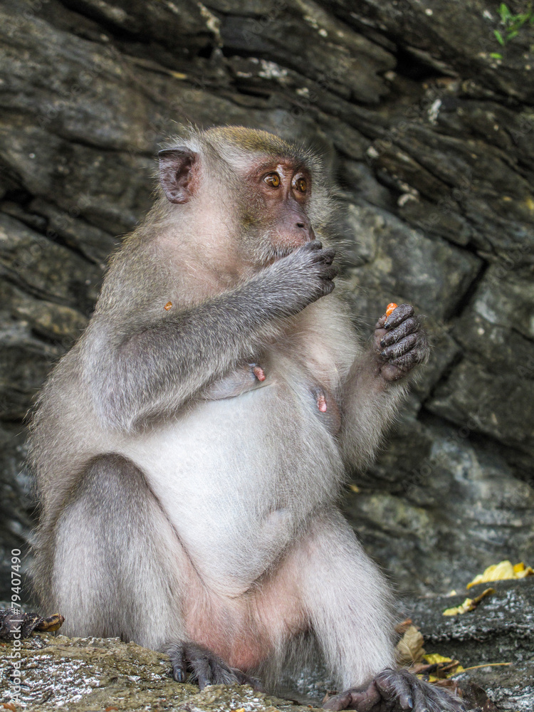 Naklejka premium Affen am Strand