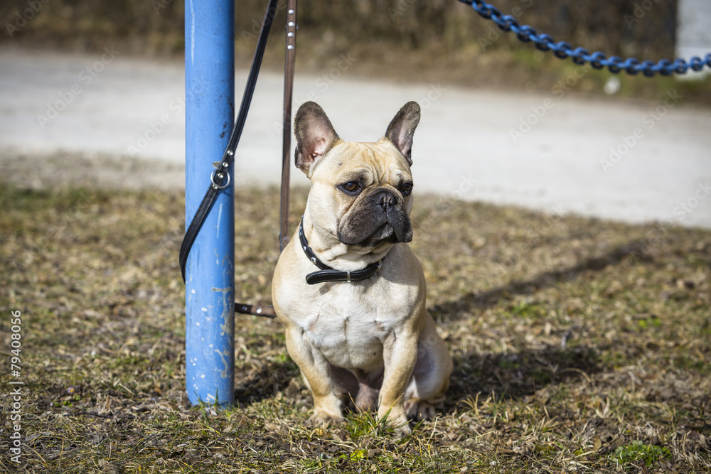 Fototapeta premium Französchische Dogge