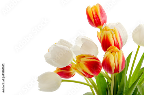 Fototapeta Naklejka Na Ścianę i Meble -  Tulpen