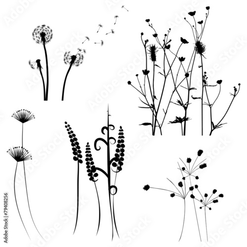 Collection for designers, meadow in summertime, plant vector set photo