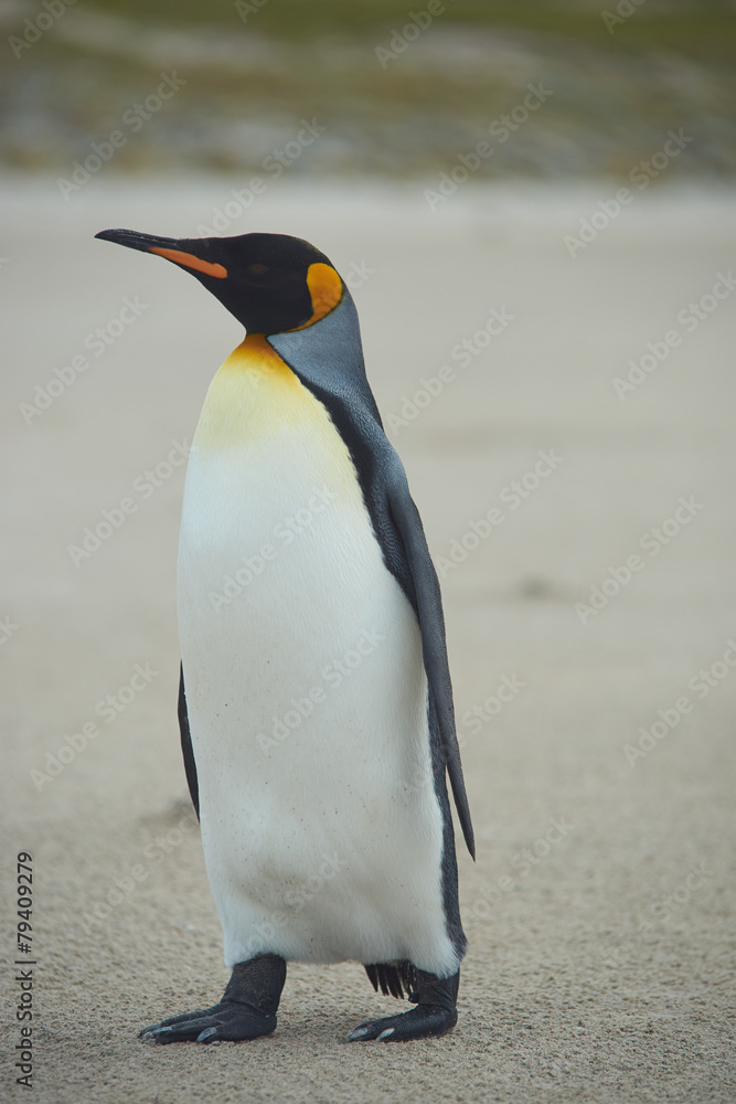 Fototapeta premium King Penguin (Aptenodytes patagonicus)