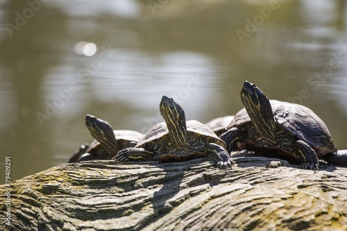 Red Eared Slider Turtle photo