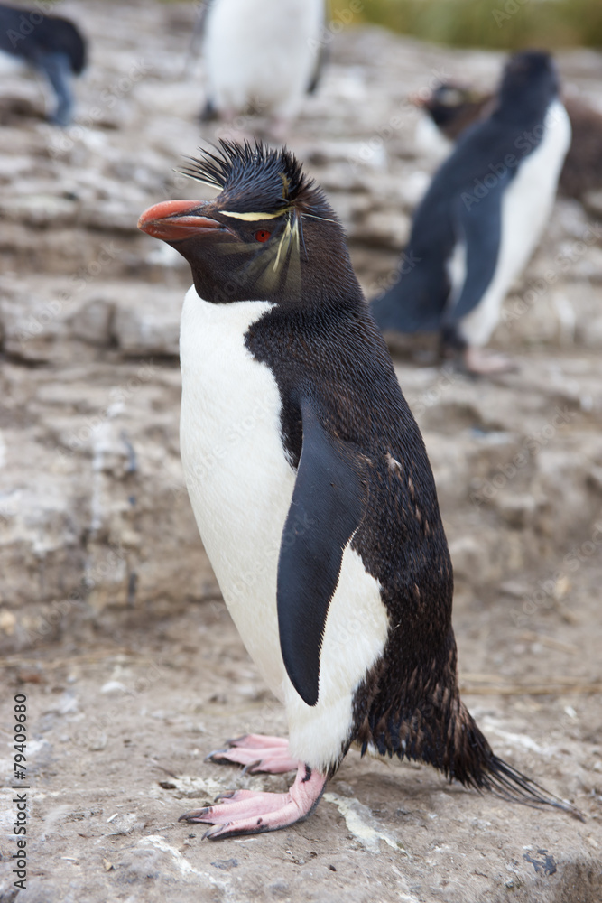 Naklejka premium Rockhopper Penguin (Eudyptes chrysocome)