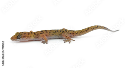 Gecko (Gekkonidae) on white background © evegenesis