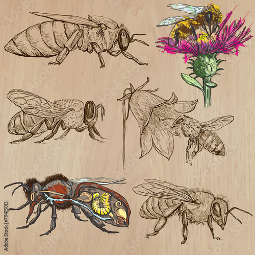 bees, beekeeping and honey - hand drawn vector pack 2