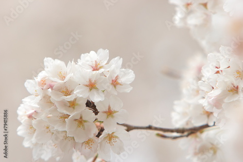 桜の花