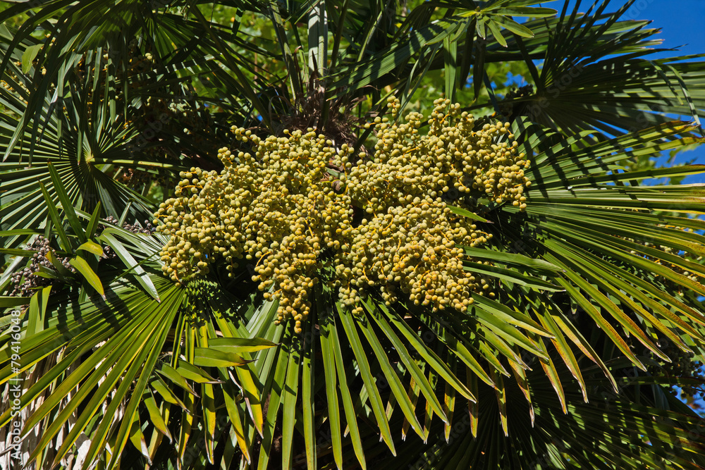 Fototapeta premium Frutos del Falso Palmito
