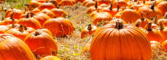 Pumpkins backlit in a straw field pumpkin patch
