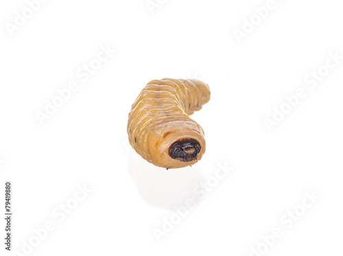 grub worm