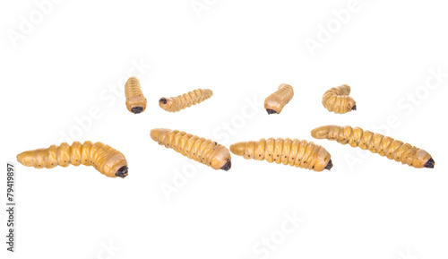 grub worm