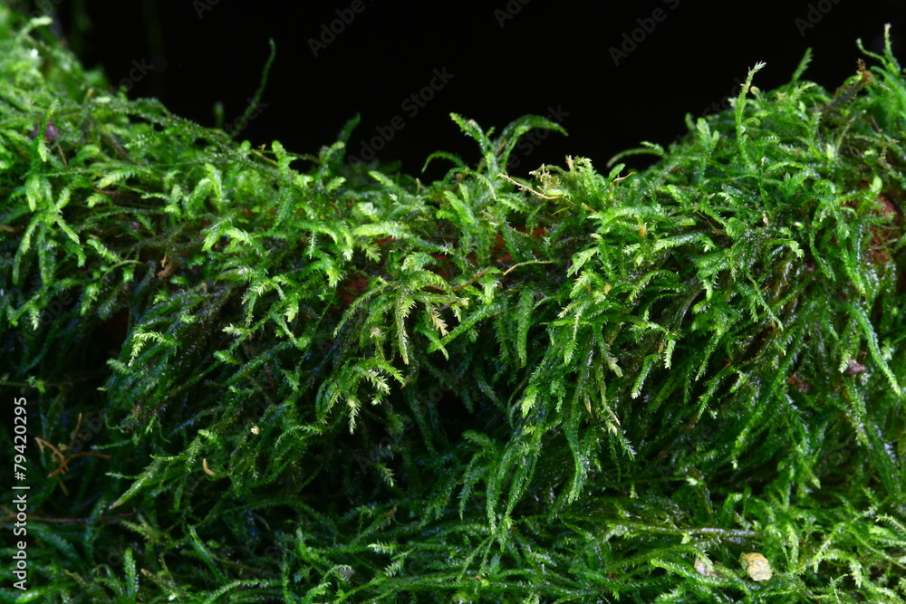 close up fern and moss in forest close up fern and moss in forest