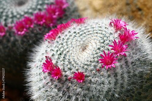 Fototapeta Naklejka Na Ścianę i Meble -   close up cactus with pink flower