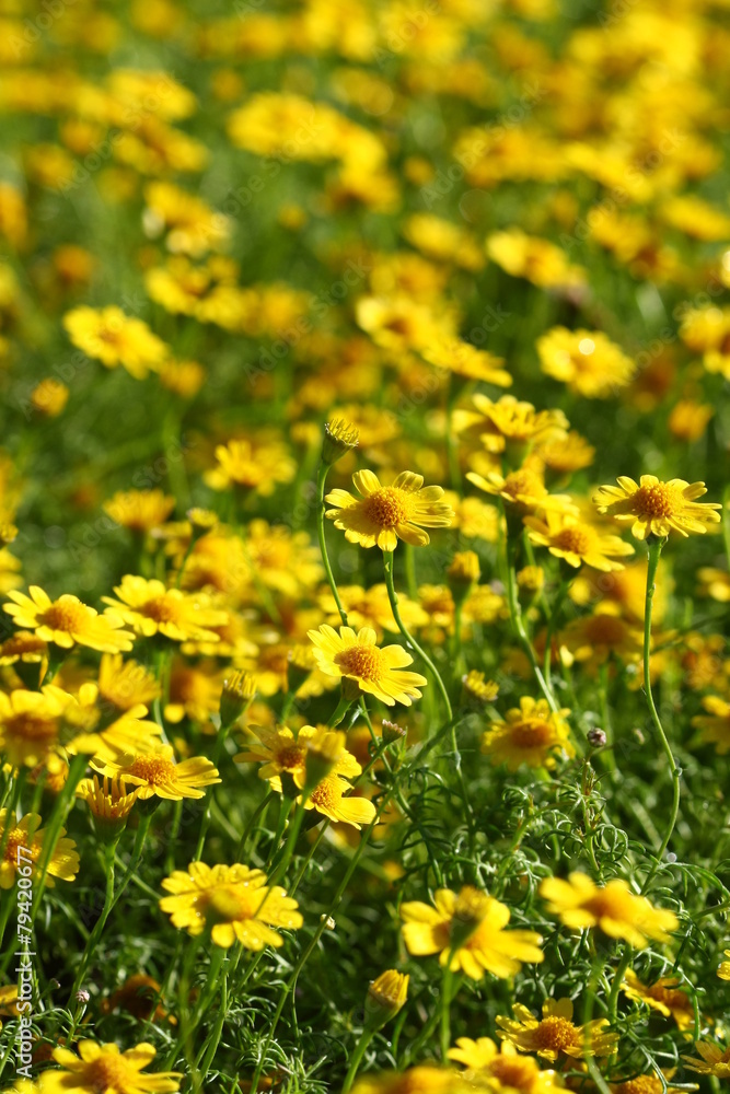 close up yellow flower field close up yellow flower field