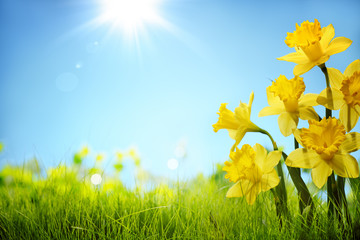 Foto auf Acrylglas Narzisse Narzissenblumen im Feld  © Lily