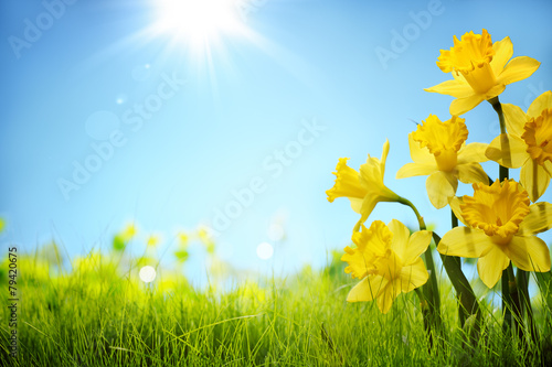 Daffodil flowers in the field photo