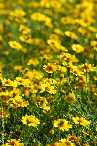 close up yellow flower field © Auttapon Moonsawad