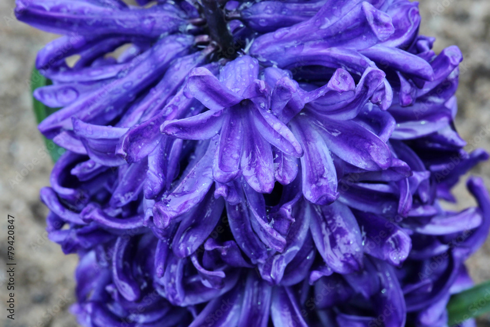 macro purple flower, Hyacinth flower macro purple flower, Hyacinth flower