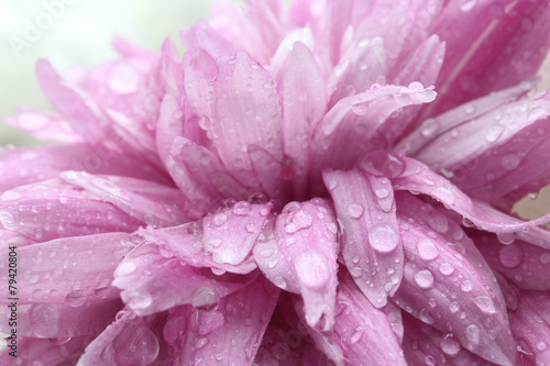 macro water drop on pink purple flower ,chrysanthemum flower