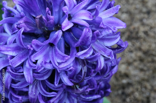 macro purple flower, Hyacinth flower