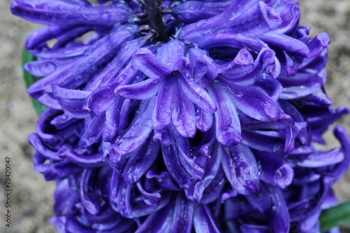 macro purple flower  Hyacinth flower