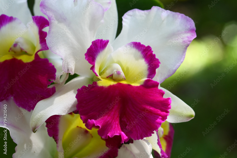 close up orchid in garden, colorful flower