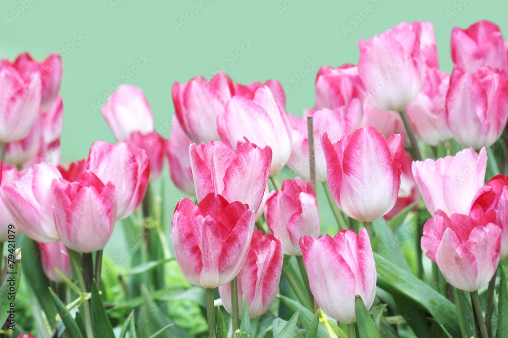 close up orange tulips in field