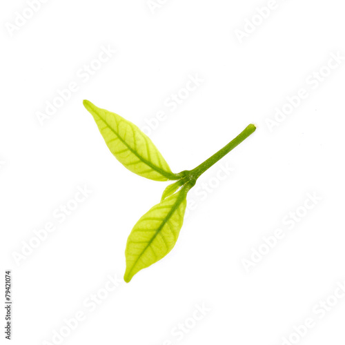 green leaves isolate on white background