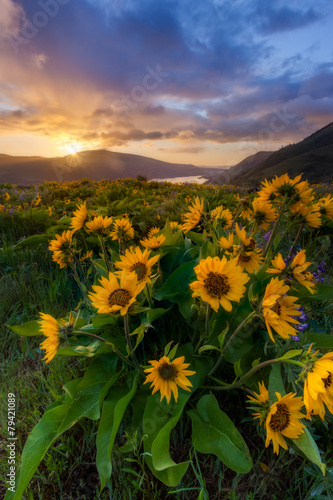 sunrise and wildflowers at rowena crest viewpoint, Oregon