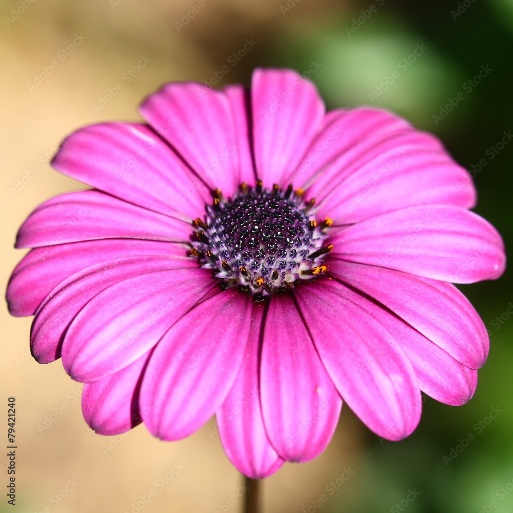Bee pollinated on deep purple cosmos flower Bee pollinated on deep purple cosmos flower