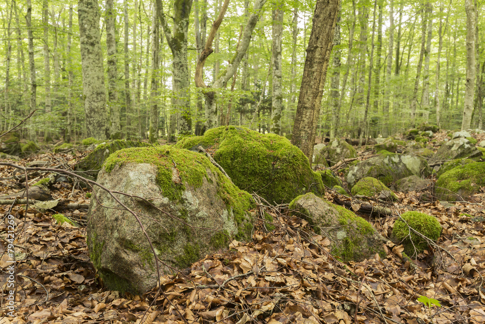 Rocks with moss in natural decidious forest Rocks with moss in natural decidious forest