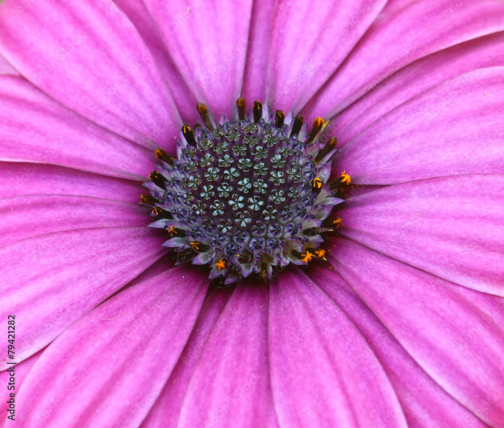 Bee pollinated on deep purple cosmos flower Bee pollinated on deep purple cosmos flower