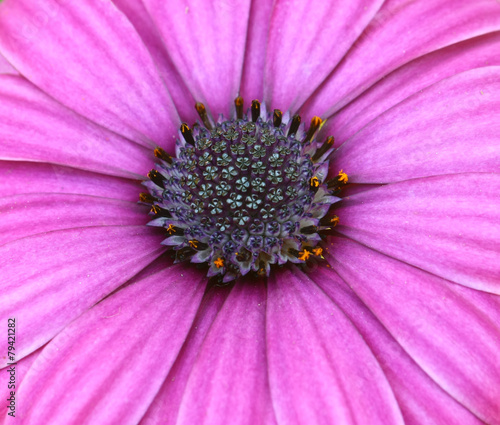 Bee pollinated on deep purple cosmos flower