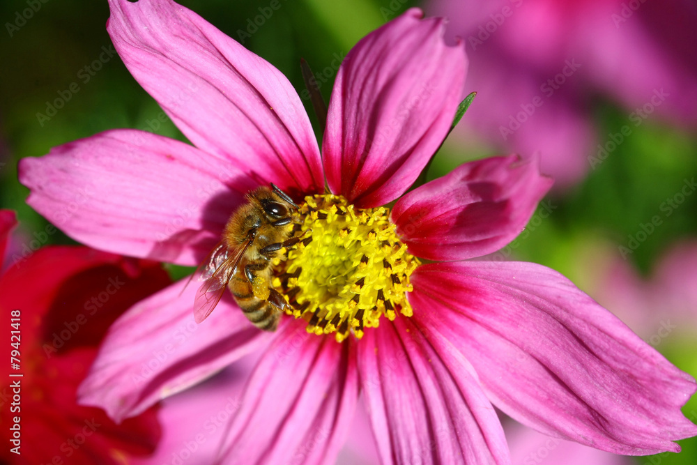 Bee pollinated on deep purple cosmos flower Bee pollinated on deep purple cosmos flower