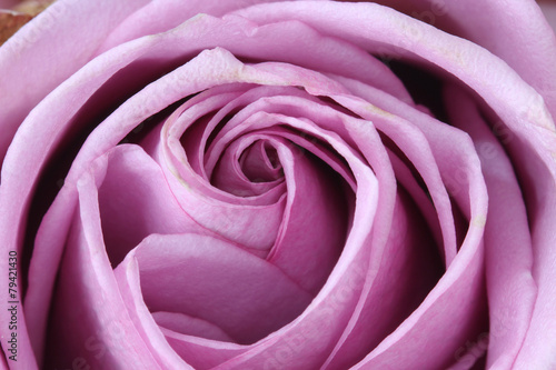 Bild auf Leinwand close up macro purple rose