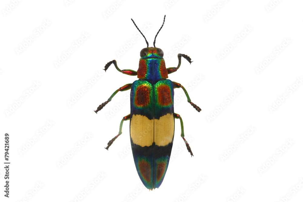 Fototapeta premium beetle isolated on white background