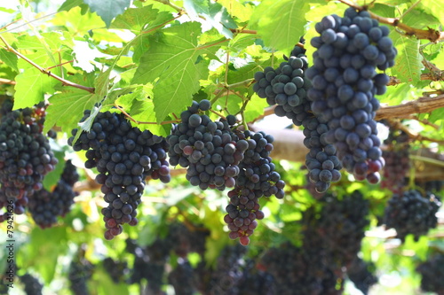 black grape in garden, wine grape