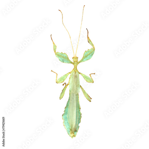 big grasshopper isolated on white background