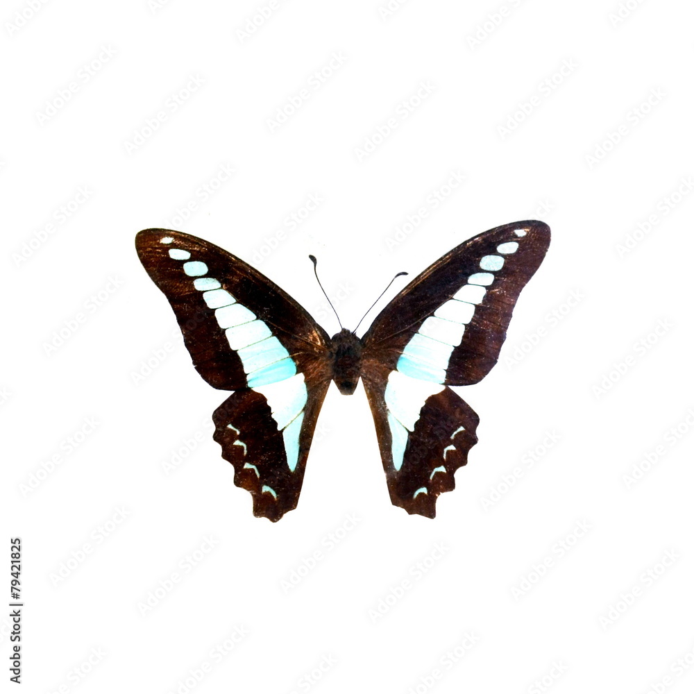 Fototapeta premium colorful butterfly isolated on white
