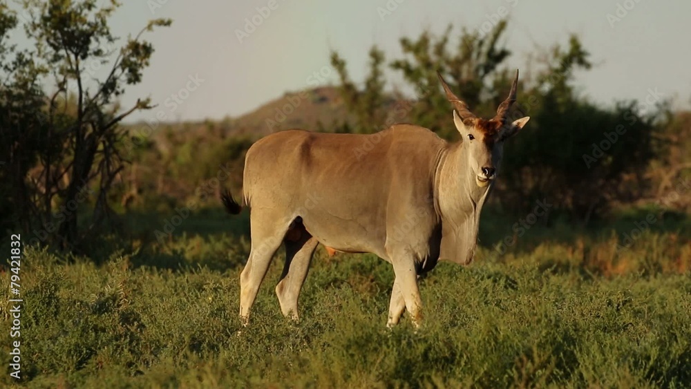 Alert eland antelope, Mokala National Park Alert eland antelope, Mokala National Park