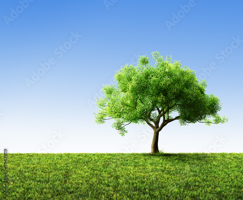 tree with grass