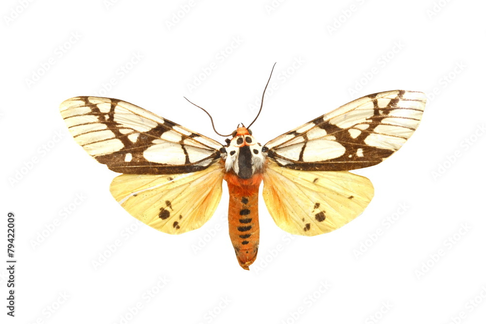colorful butterfly isolated on white colorful butterfly isolated on white