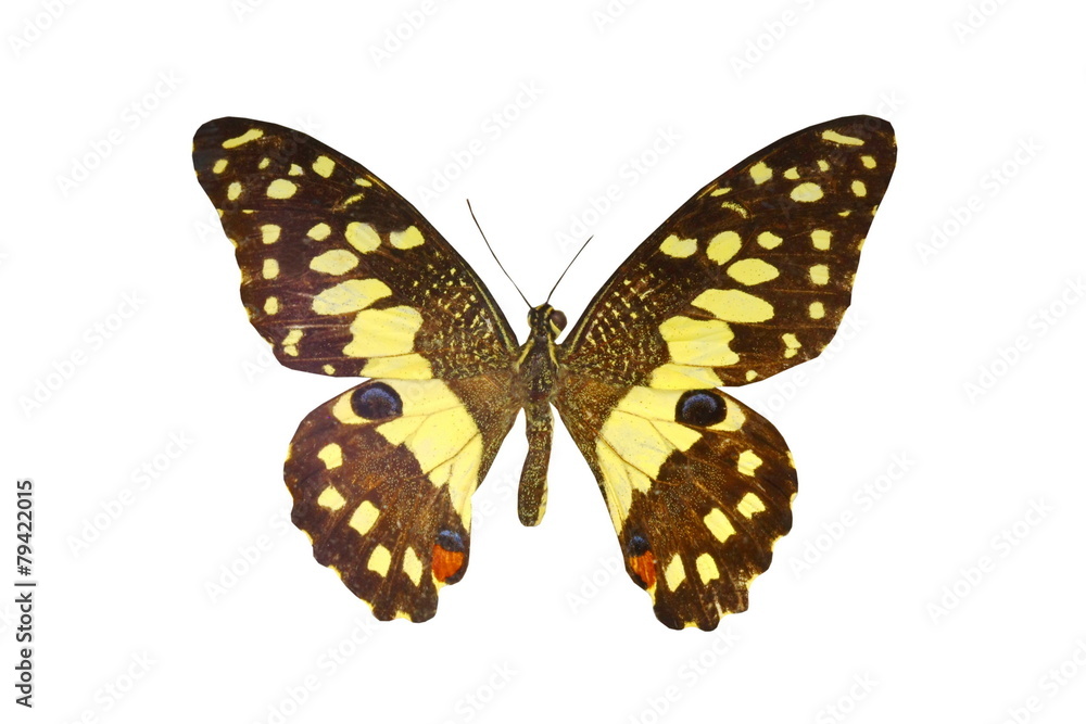 Obraz premium colorful butterfly isolated on white