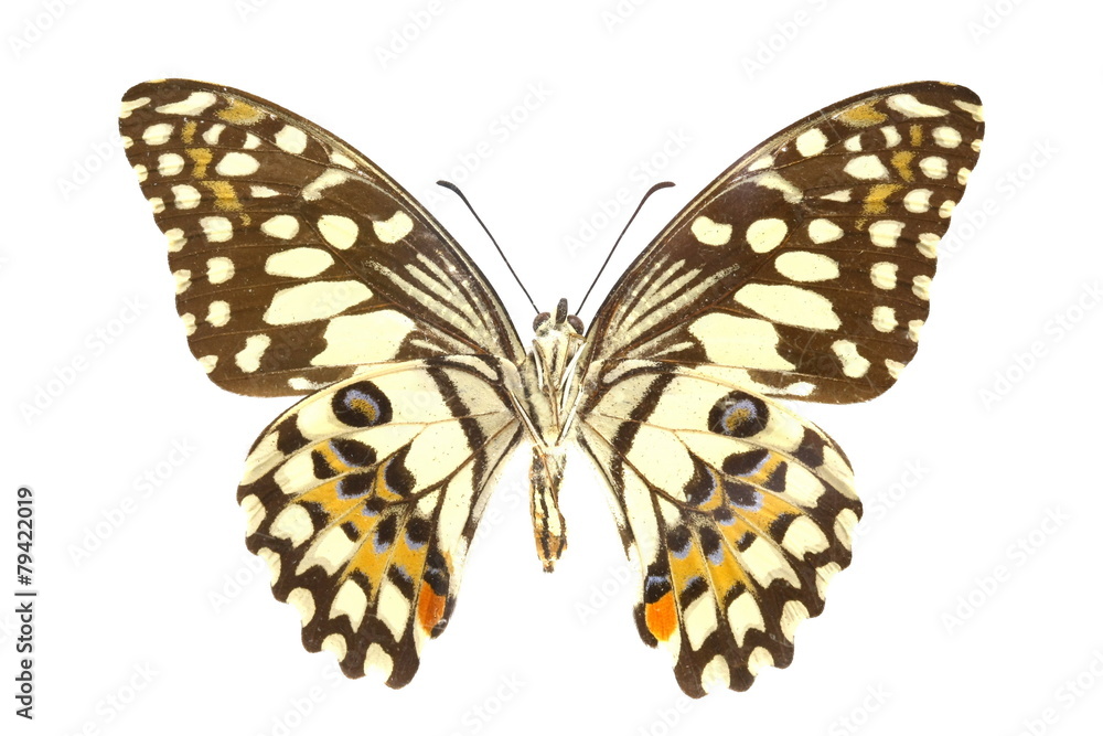 Fototapeta premium colorful butterfly isolated on white